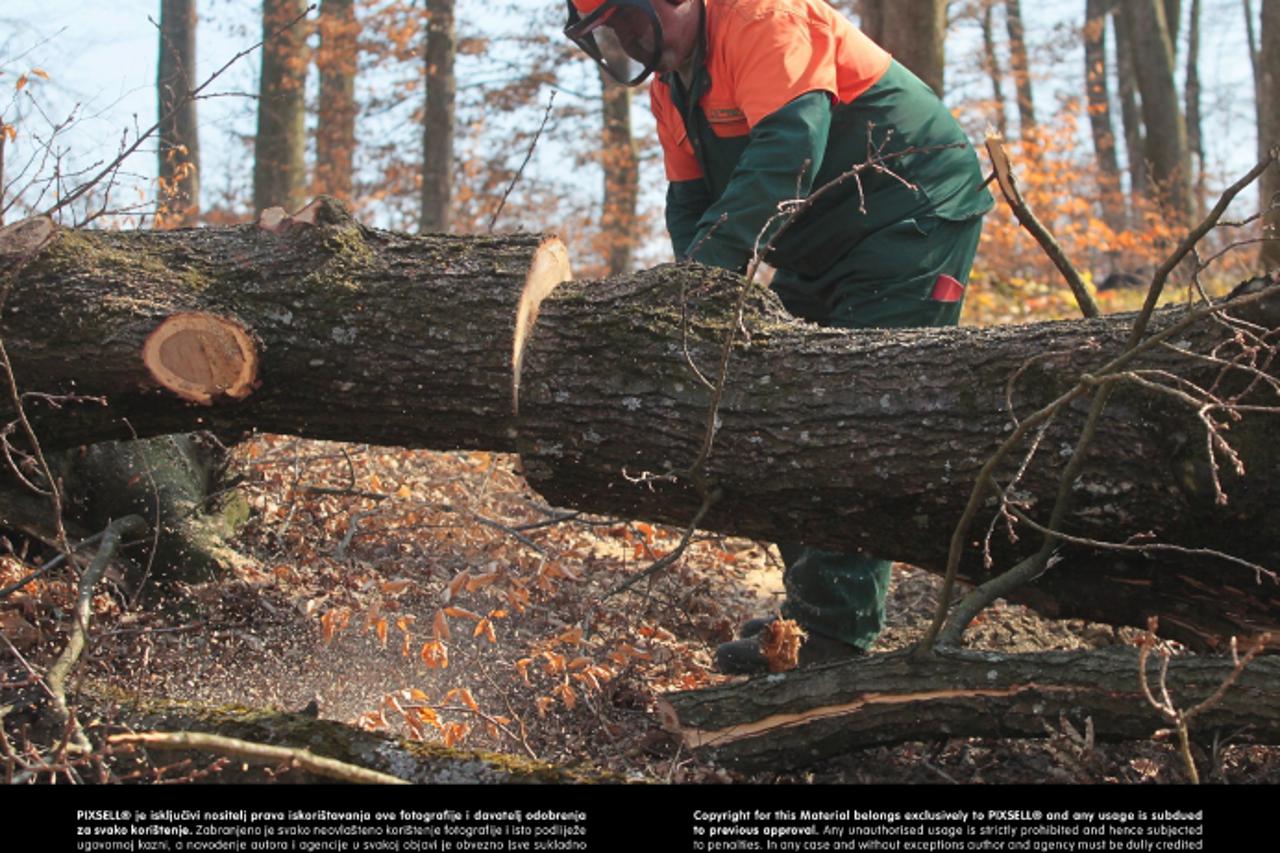 '15.03.2012., Koprivnica - Radnici koprivnicke ispostave Hrvatskih suma ruse stabla u sumi pored prigradskog naselja Jagnjedovec, izvlace iz sume, procjenjuju vrijednost drveta, tovare ga na kamione i