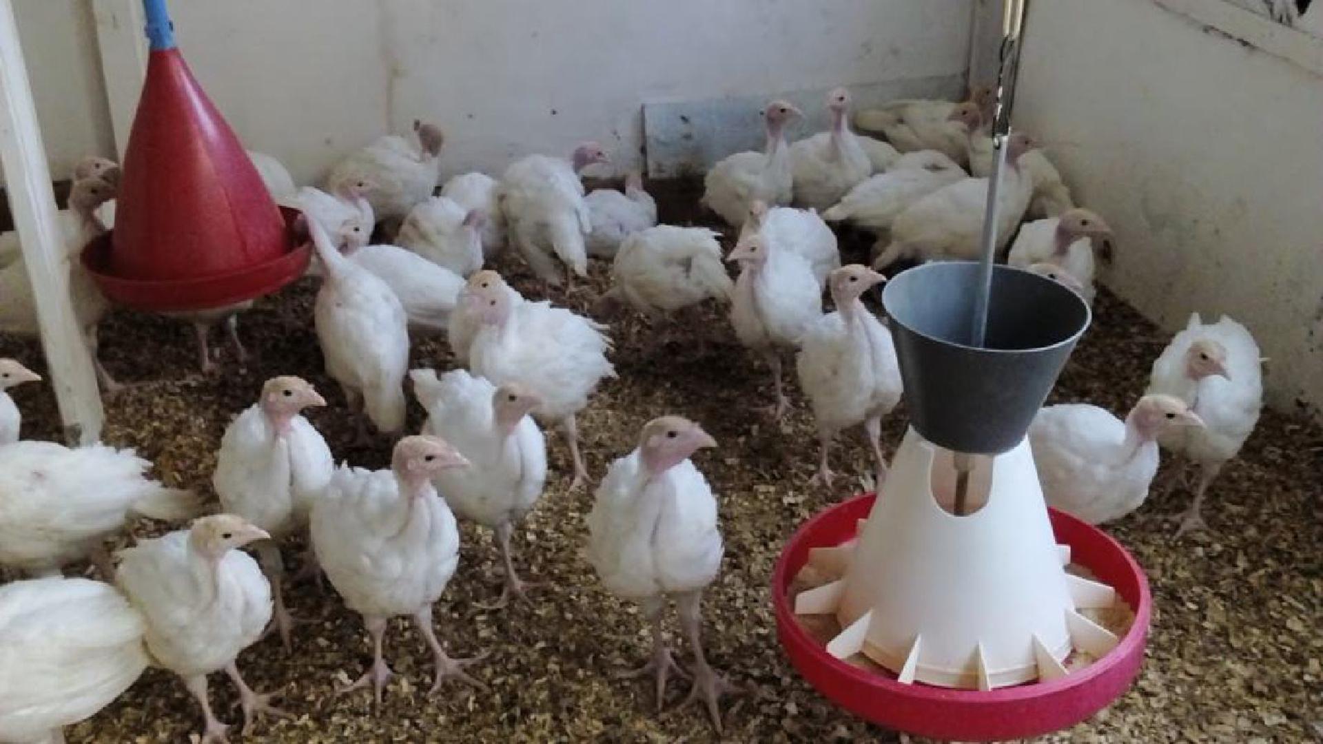 Dakle, kad mislite da ste već vidjeli sve što vam može ponuditi, "Ostalo" kategorija na Njuškalu uvijek iznenadi – od neobičnih do potpuno nevjerojatnih ponuda koje često traže samo posebne vrste kupaca.