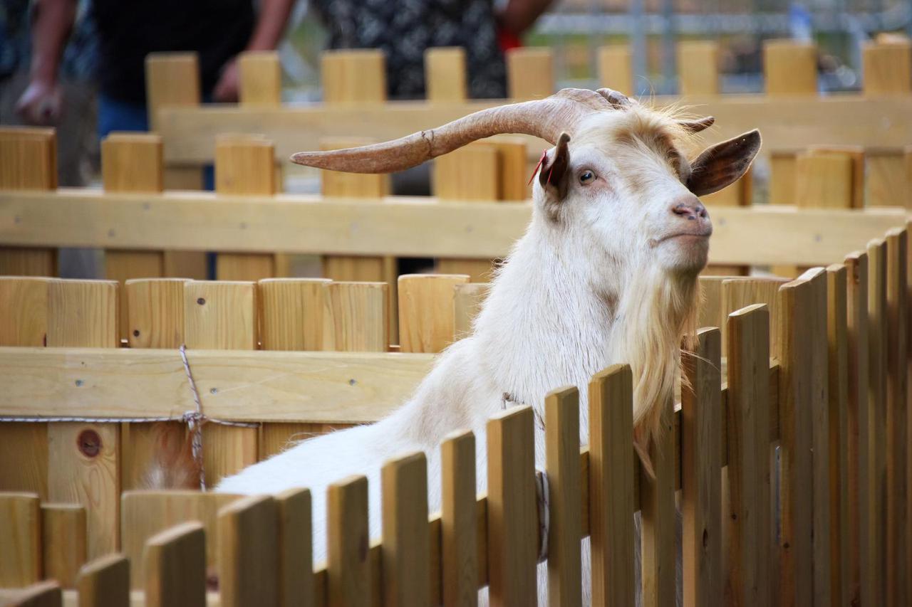 U Svetvinčentu održan 22. Izbor za naj kozu Istre