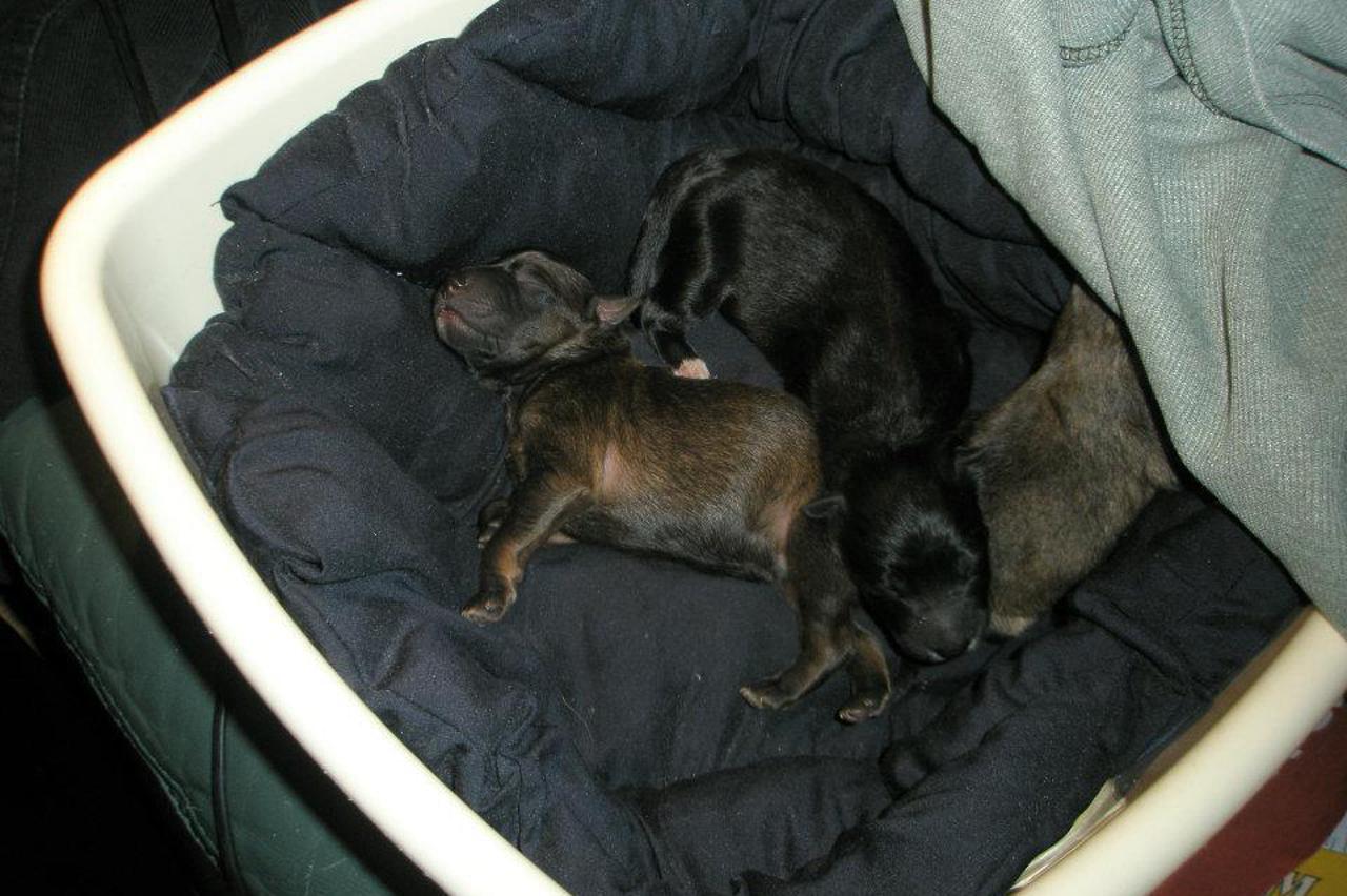 Odbačeni štenci, Udruga Kanellos (1)