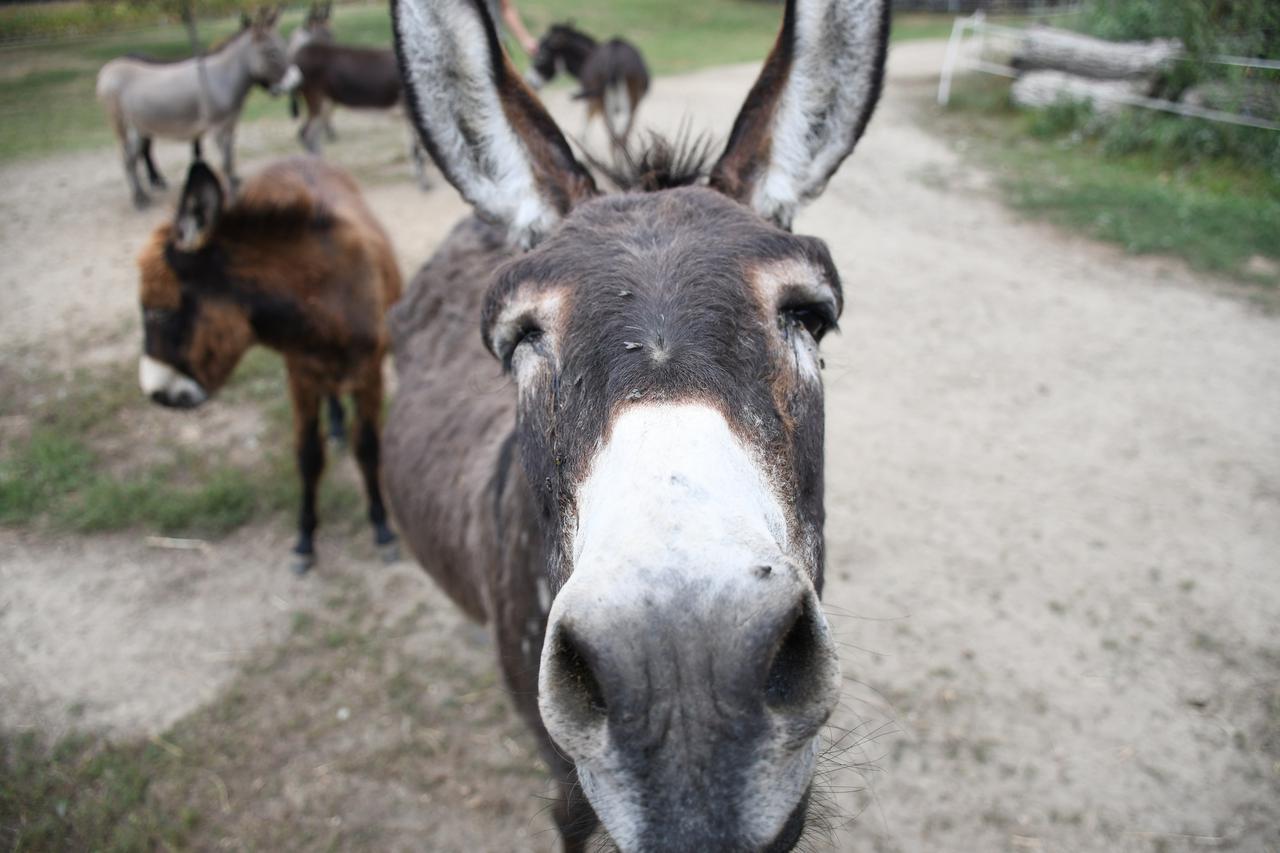 Mladi Lovro (17) iz Ferdinandovca ima farmu magaraca i prodaje milijeko