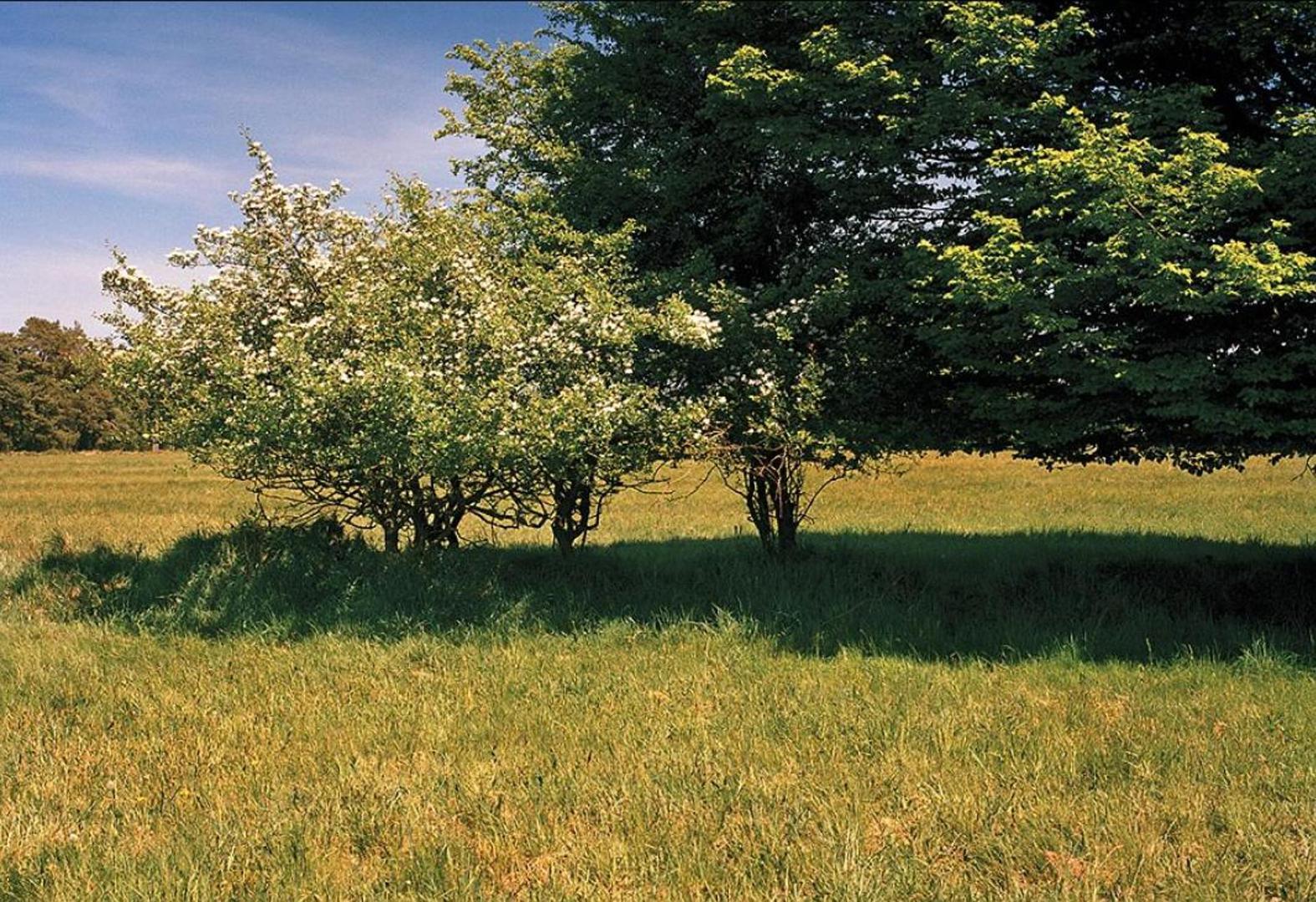 Vidite li skrivenog snajperista?