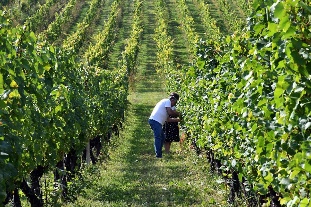 Brodski Stupnik: Održano je  natjecanje novinara iz Slavonije i Zagreba u berbi grožđa