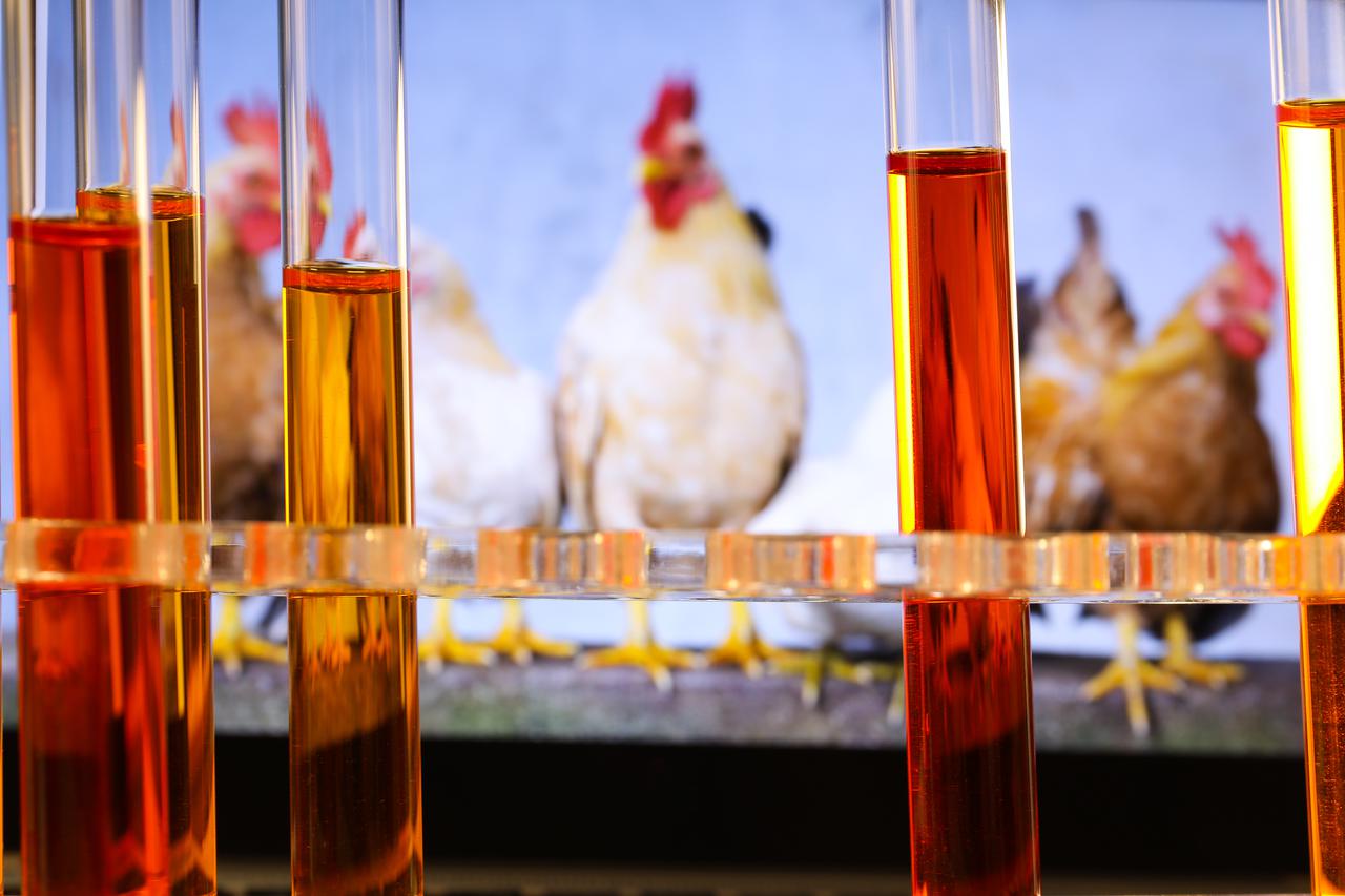 Ilustracija, laboratorij za testiranje na H5N1 