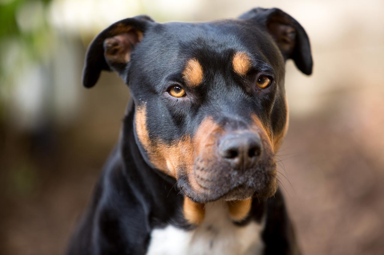 Pas mješanac Stafforda i lova?kog pti?ara