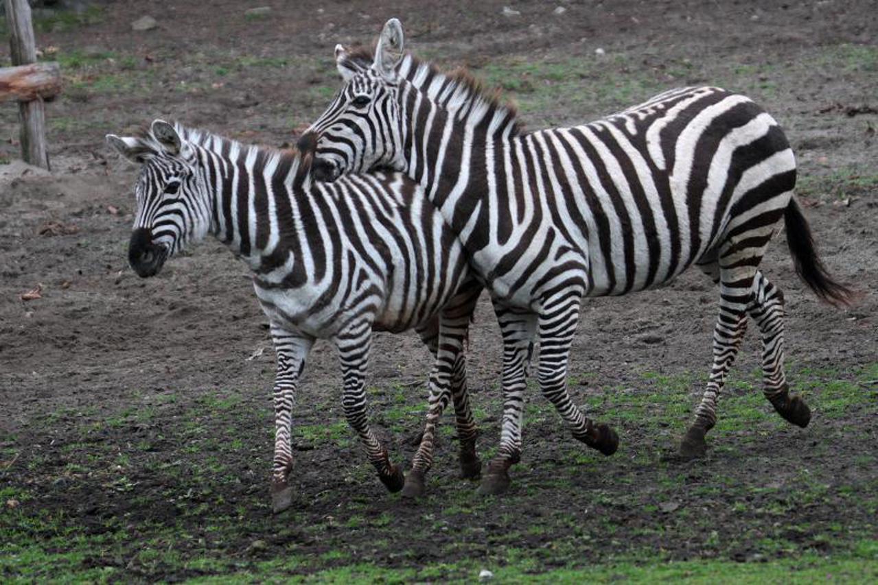 zebra