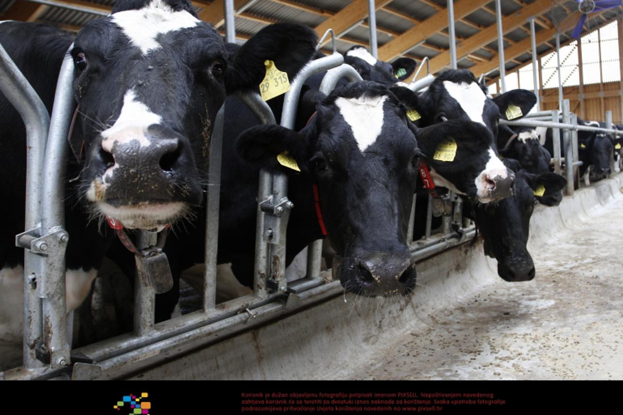 '24.07.2012., Tordinci - Robotizirana farma mlijecnih krava Landia u selu nedaleko Vinkovaca.  Photo: Marko Mrkonjic/PIXSELL'