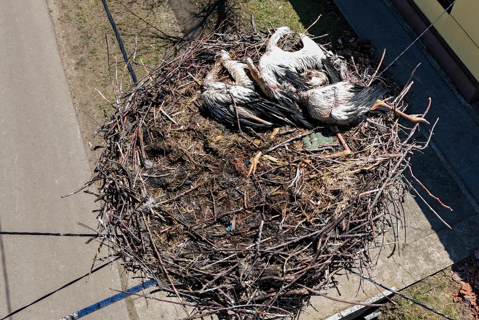 Nevrijeme u Bošnjacima bilo je kobno za rode koje su štitile svoje mlade