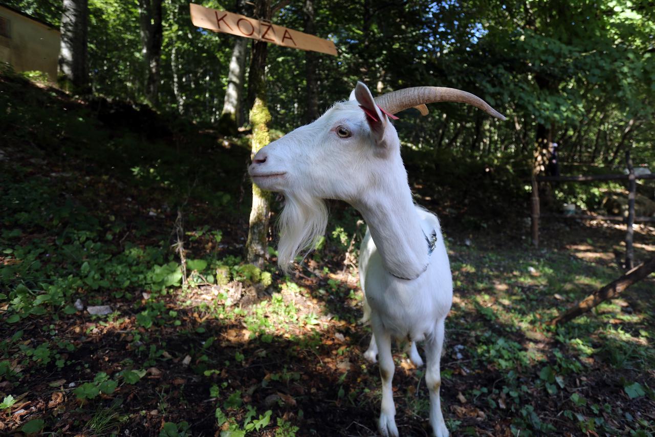 06.09.2015., Ucka - Na 9. Uckarskom sajmu koji se odrzava na prijevoju Poklon mogu se vidjeti authtone domace zivotinje: boskarini, krave, koze, magarci, ovce, te domaca hrana i proizvodi OPG-ova Istre i Primorja. Photo: Goran Kovacic/PIXSELL