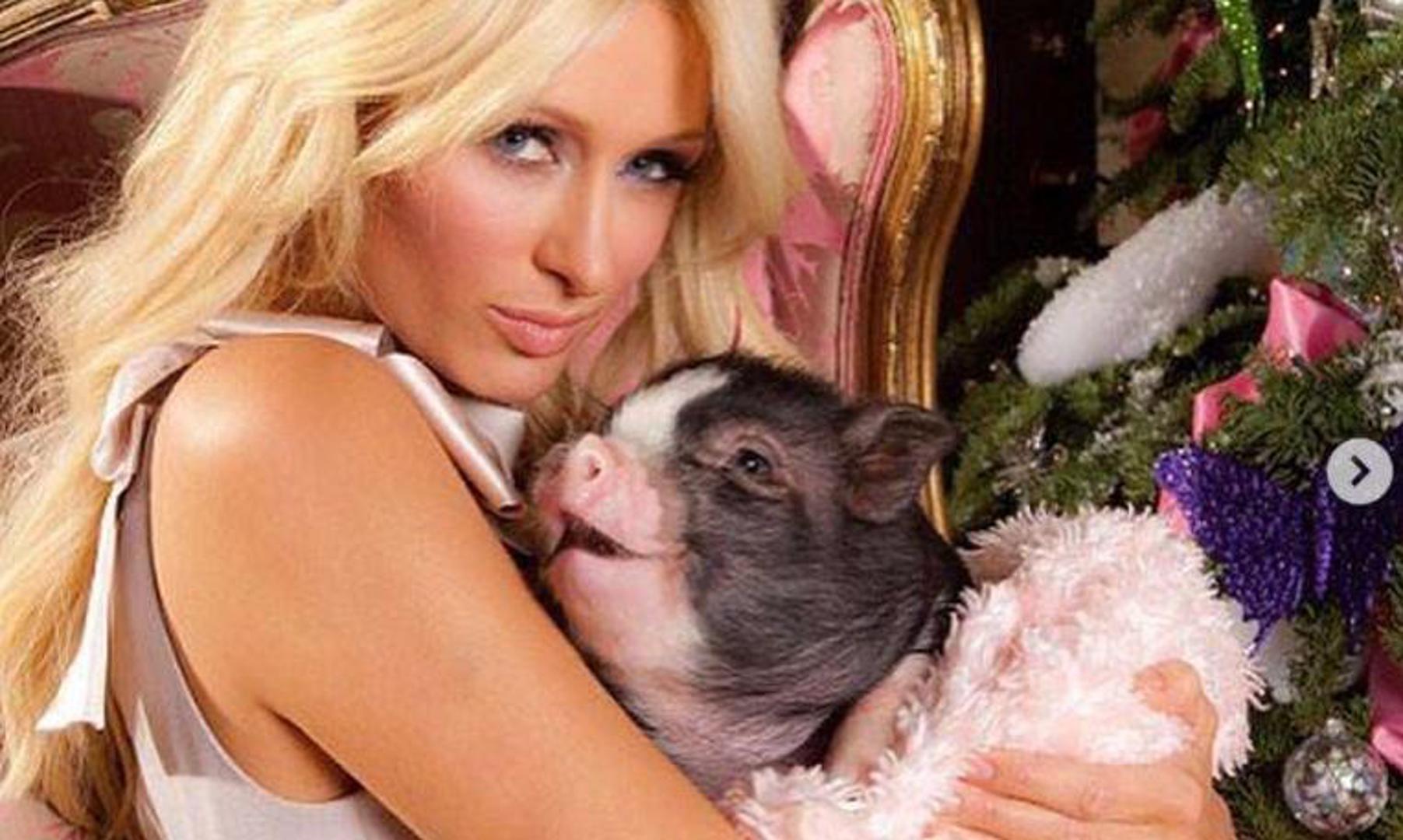 Prebogata posvuduša Paris Hilton obožava životinje i osigurava im smještaj na kojem bi im pozavidjela većina ljudi. Njeni su cimeri svinja Princess Pigelette, mali zlatni penjaš Brigitte Bardot, poni Lady Coco Chanel i čopor pomeranaca, čivava i drugih sitnih pasmina zvanih Marilyn Monroe, Prada i Dolce.  Imala je i ljupkog kišnošumskog sisavca kinkažua koji ju je 2006. ugrizao za nogu. Liječnici su posumnjali na bjesnoću, ali vlasnica dobra srca nije dala da se njen rakunčić uspava.