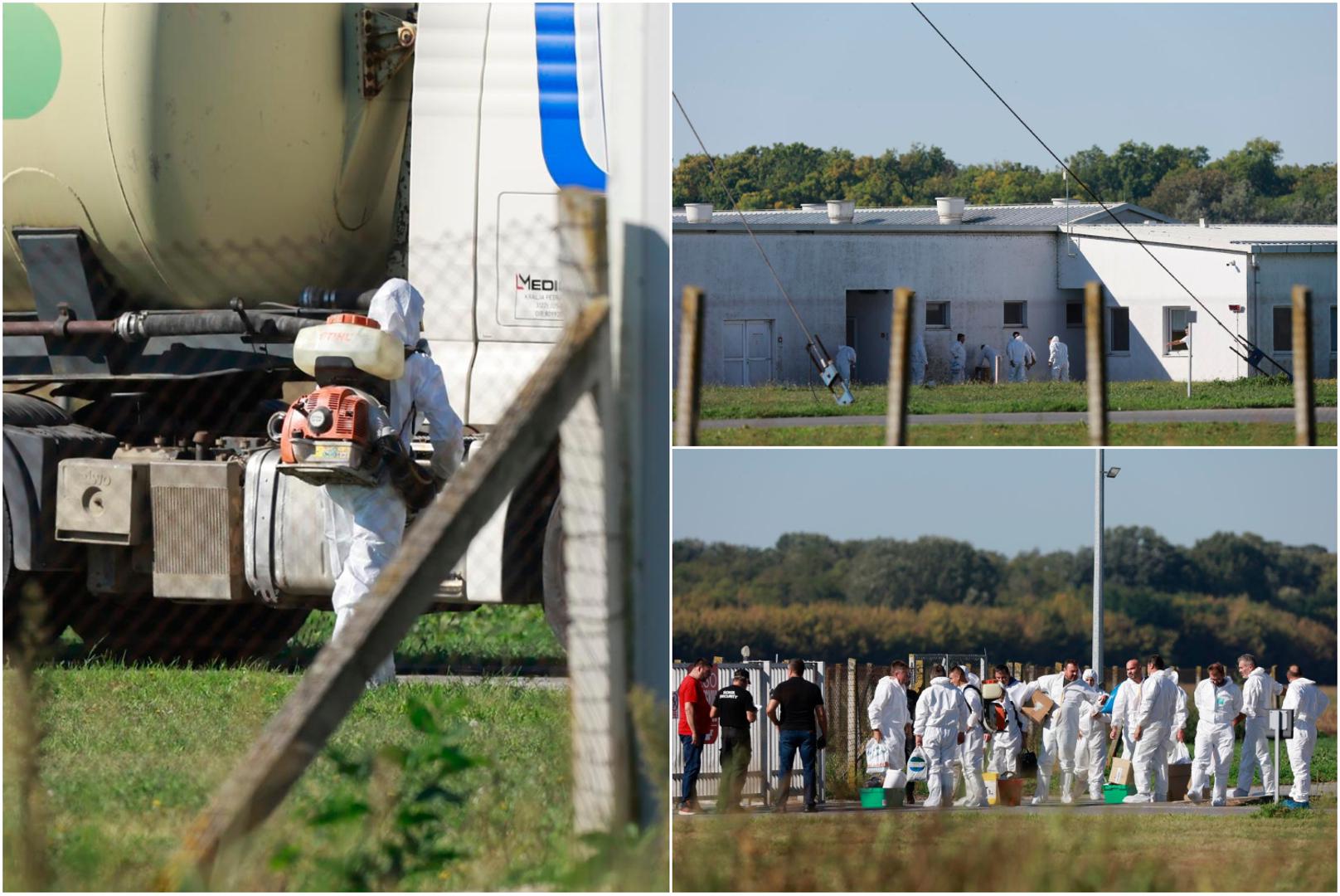 Na farmi Sokolovac krenule su pripreme za početak usmrćivanja svinja zaraženih afričkom svinjskom kugom.

