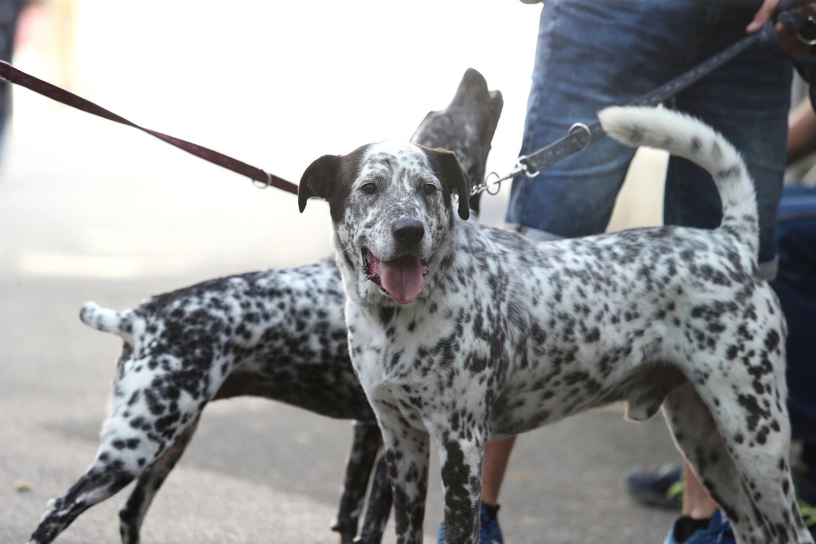 Slatka psetanca koja su prodefilirala Gornjim gradom pogledajte u galeriji.