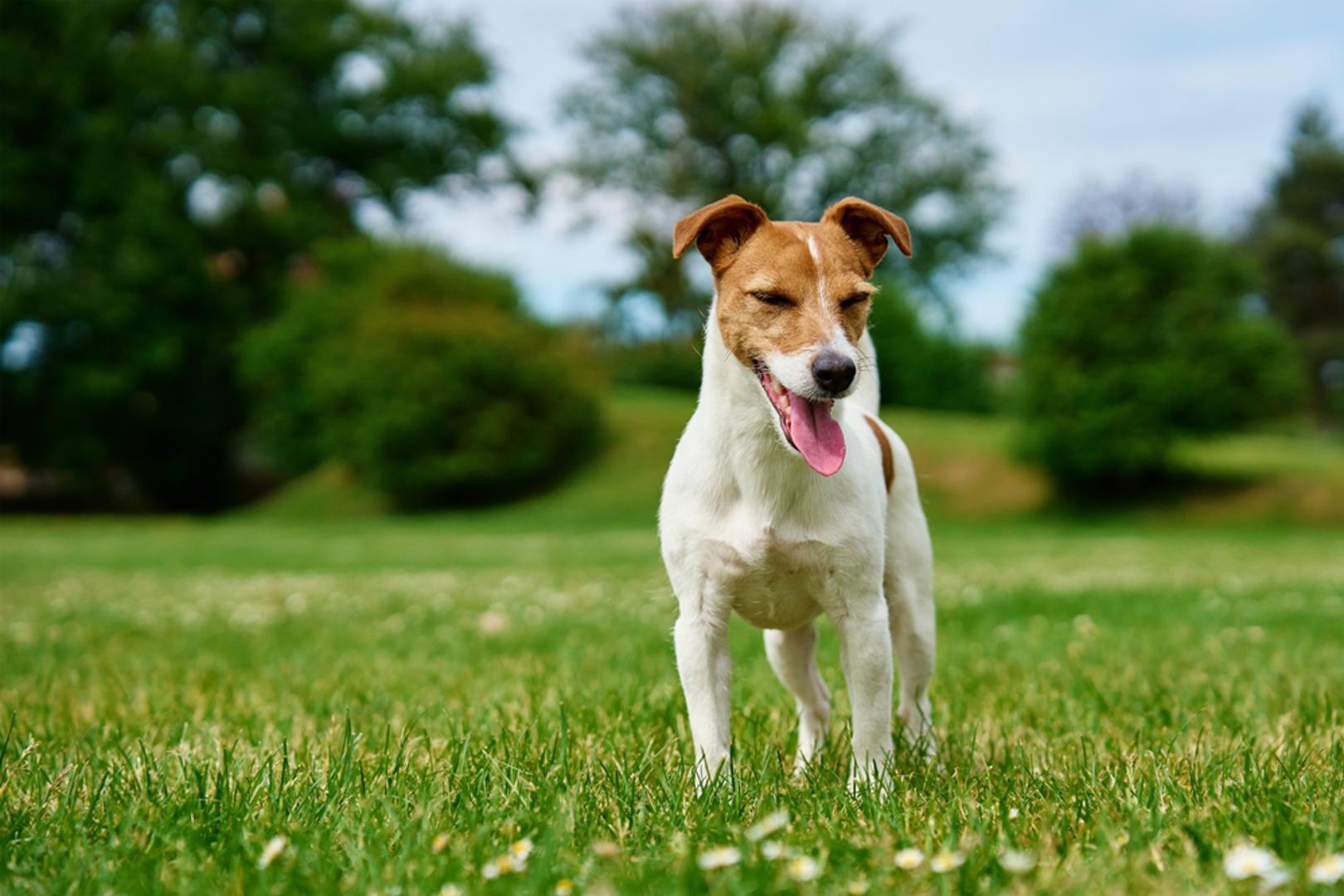 Jack Russell terijer: Mali rast nikako ne znači i malo energije. Jack Russell poznat je po nevjerojatnoj živahnosti, čvrstoći i karakteru mnogo većeg psa. Često doživi i do 16 godina, a uz pravilnu prehranu i dovoljno aktivnosti može ostati razigran duboko u starost. Kao i kod svake pasmine postoje određeni nasljedni rizici, uključujući probleme s očima, koljenima i sluhom, pa je važno birati odgovornog uzgajivača.