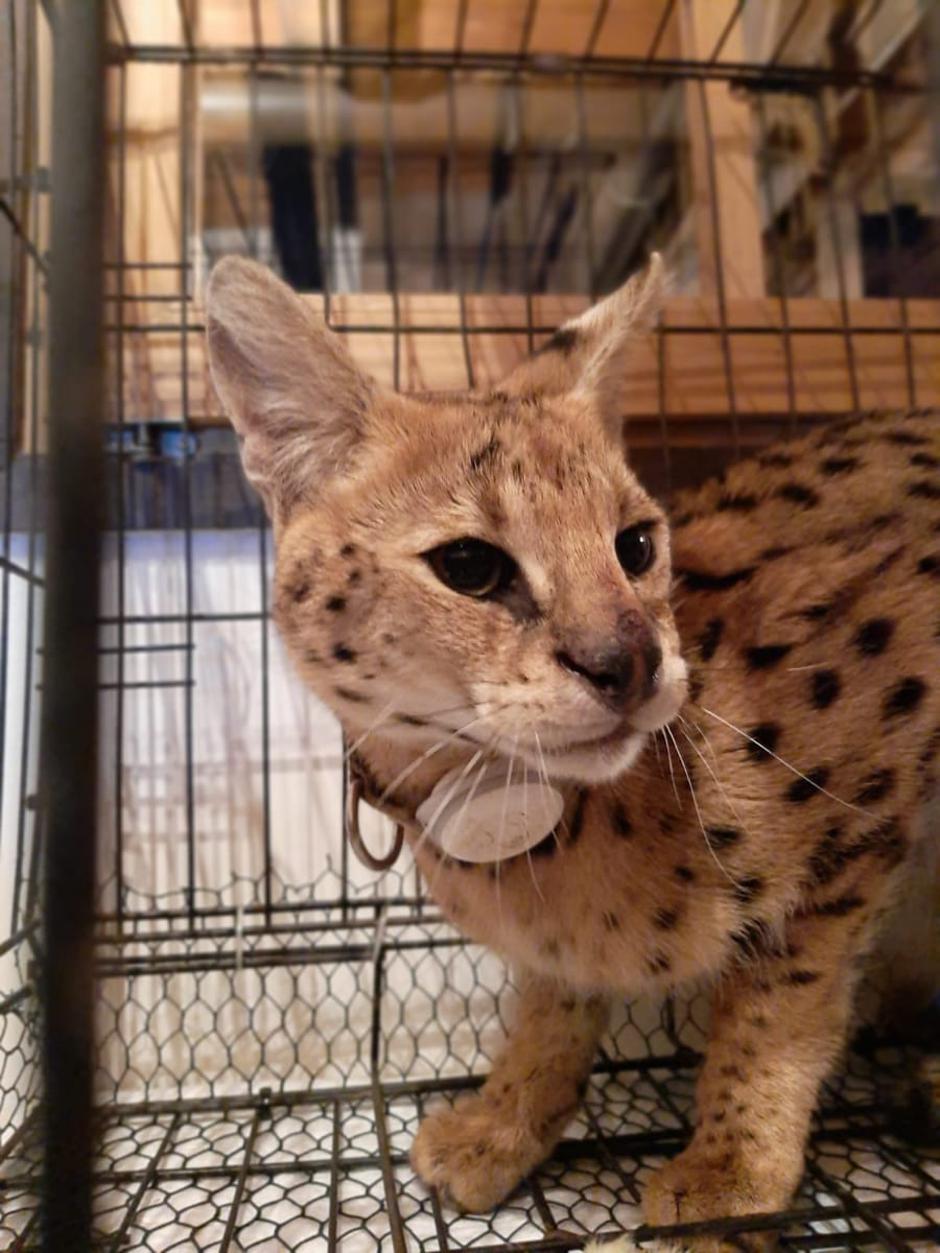 Serval u Turopolju