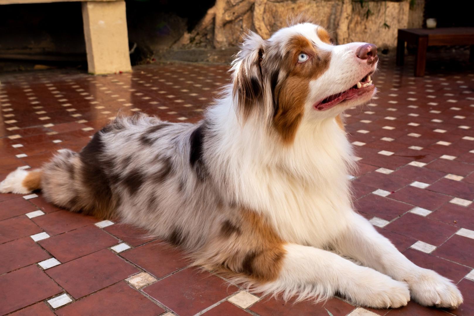 Uz vas se osjeća zaštićeno: Kada je pas uplašen, vi ste mu najvažnija sigurna točka. Glasna grmljavina, vatromet ili neki neobični zvukovi kod mnogih pasa izazivaju strah, pa će tada još više tražiti vašu blizinu. Ako primijetite da su mu uši spuštene, oči širom otvorene i da ubrzano diše, moguće je da vas ne prati iz navike, nego zato što traži utjehu.