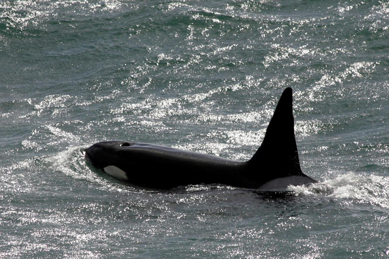 FILE PHOTO: To match feature ARGENTINA-ORCAS/