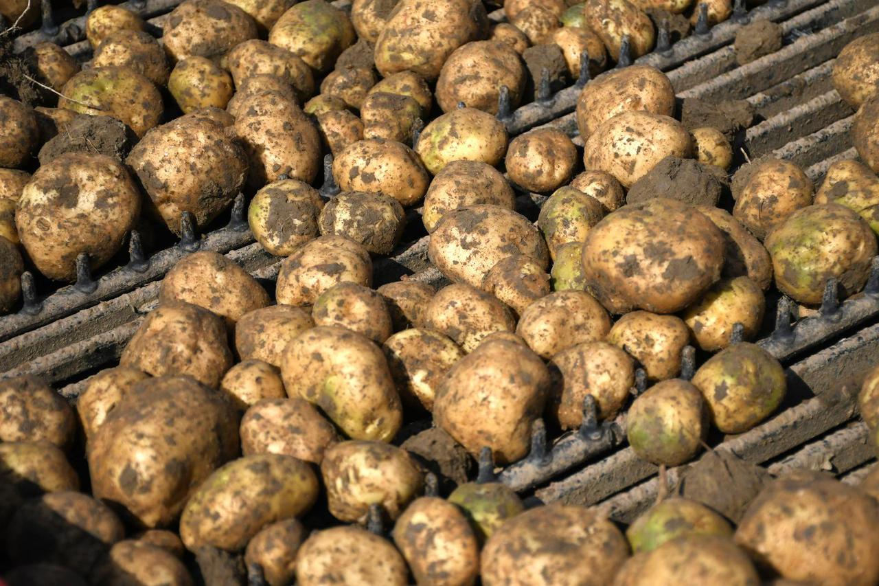 Garešnica: Na OPG-u Agro Puškarić počelo strojno vađenje krumipra najsuvremenijom mehanizacijom 
