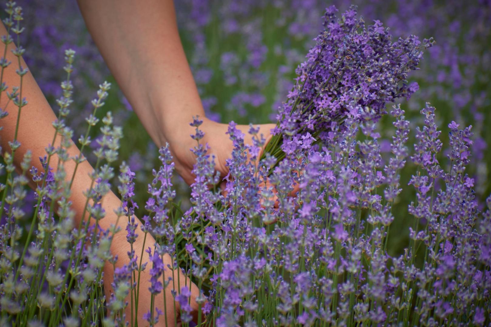 Lavanda: Lavanda je jedan od simbola mediteranskih, a sve češće i kontinentalnih vrtova, zahvaljujući svom prepoznatljivom mirisu i ljubičastim cvjetovima. Voli puno sunca i lagano, dobro drenirano tlo. Najčešće se sadi u proljeće ili ranu jesen. Ne podnosi previše vlage pa je nije potrebno često zalijevati. Nakon cvatnje preporučuje se lagano orezivanje kako bi zadržala lijep oblik i zdrav izgled.
