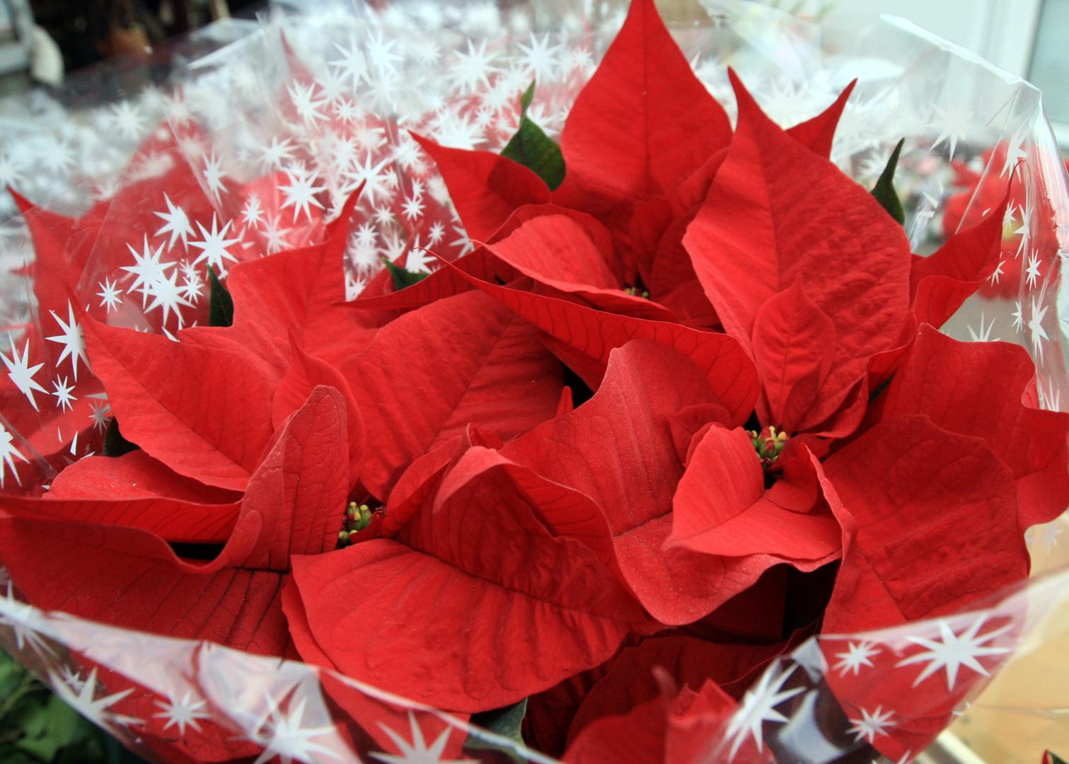 Budući da se u većini centara biljka zalijeva odozdo, preporučuje se da je i vi zalijevate preko podloška. Ako se zalijeva odozgo, hranjive se tvari talože na korijen i biljka trune. Napunite podložak svaka tri do četiri dana vodom i bacite ono što biljka nije upila u 30 minuta. 