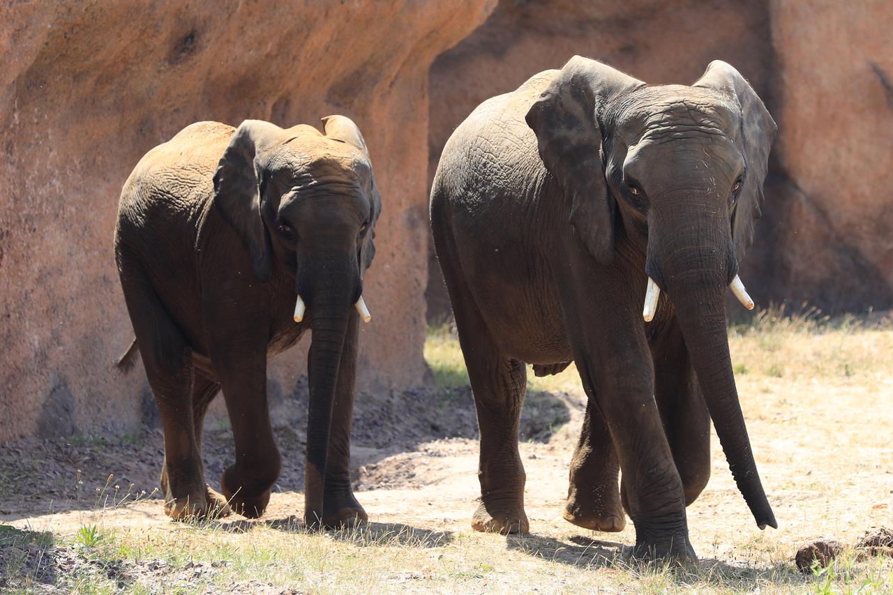 Njema?ka: Slonovi  Moyo i Uli stigli u zoološki vrt Africambo u  Magdeburgu