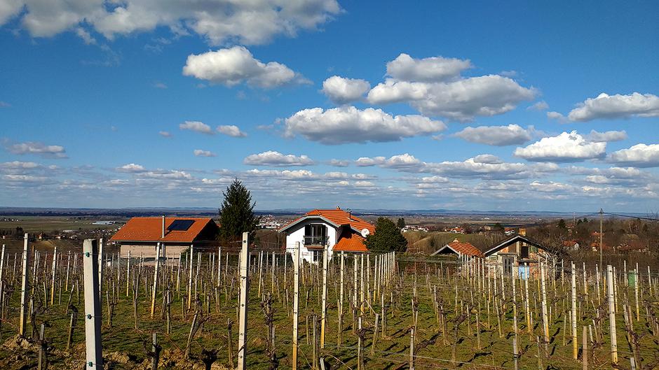Ludbreški vinogradi