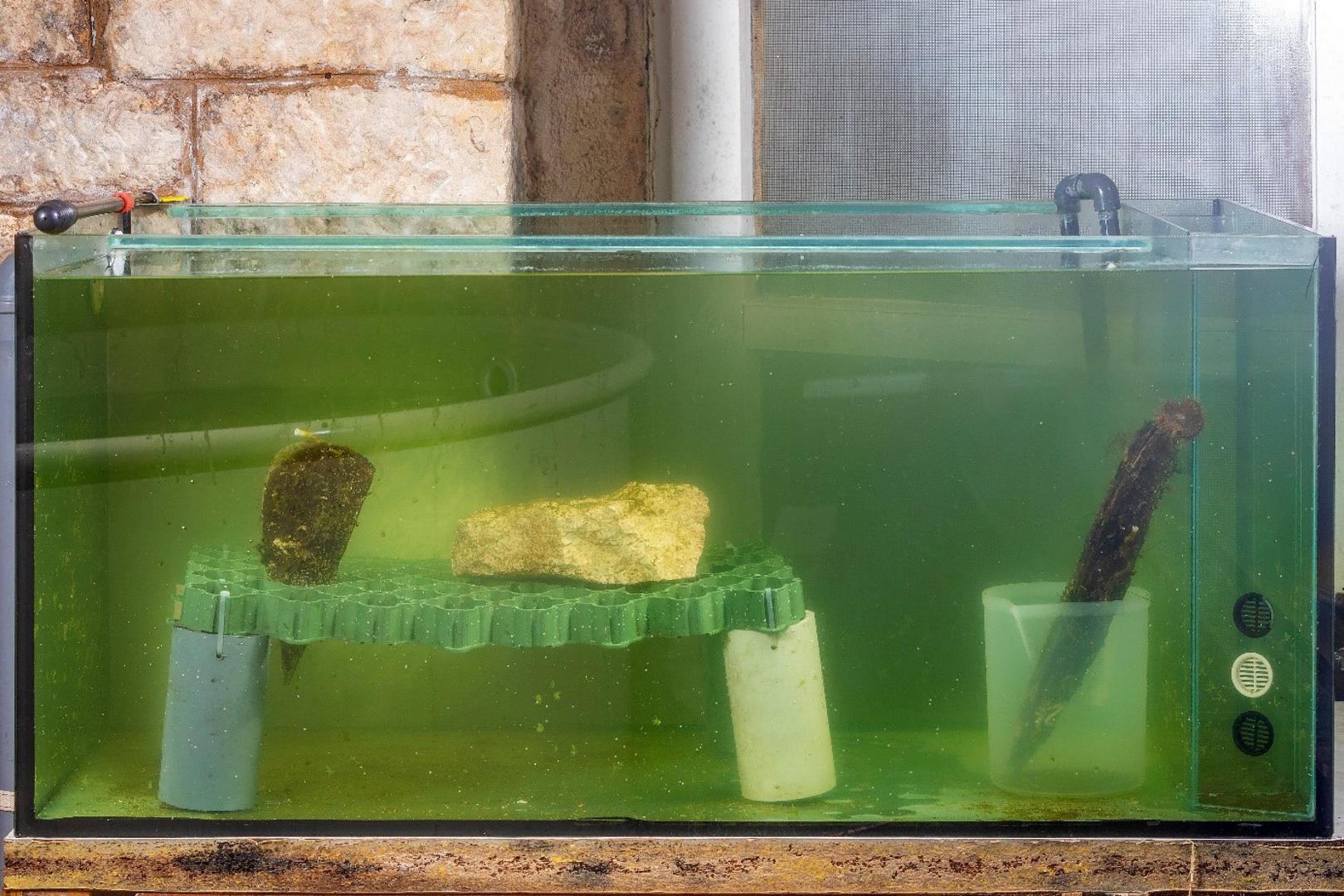 Periske se nalaze u karanteni 40 dana, gdje ih djelatnici Aquariuma Pula pokušavaju oporaviti u kontroliranim uvjetima 