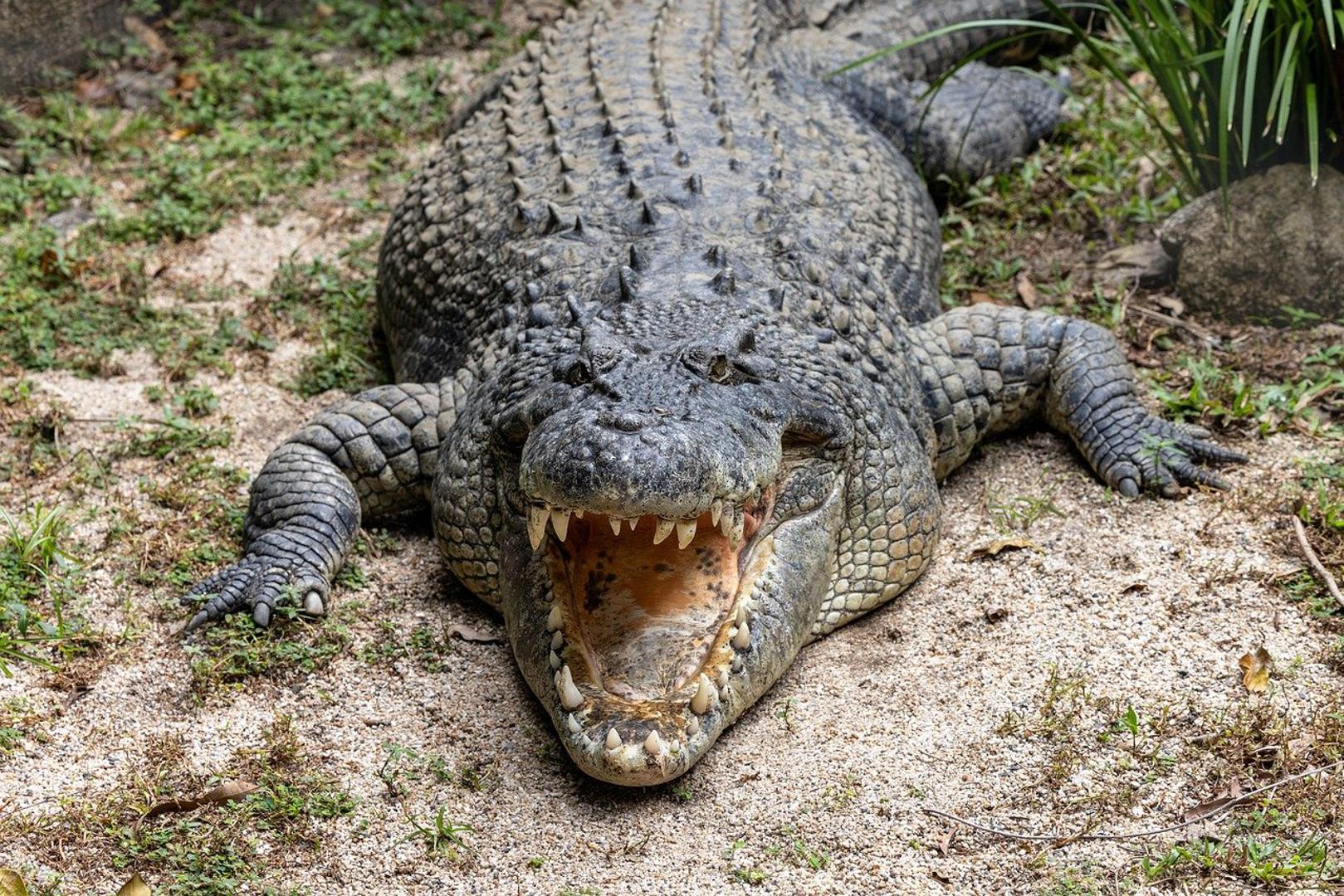 Otok Ramree, Mjanmar - Pozornica stravičnog događaja iz Drugog svjetskog rata, kada je navodno 400 japanskih vojnika stradalo u napadu krokodila. Guinness ga bilježi kao "najveću katastrofu koju su ljudi pretrpjeli od životinja".