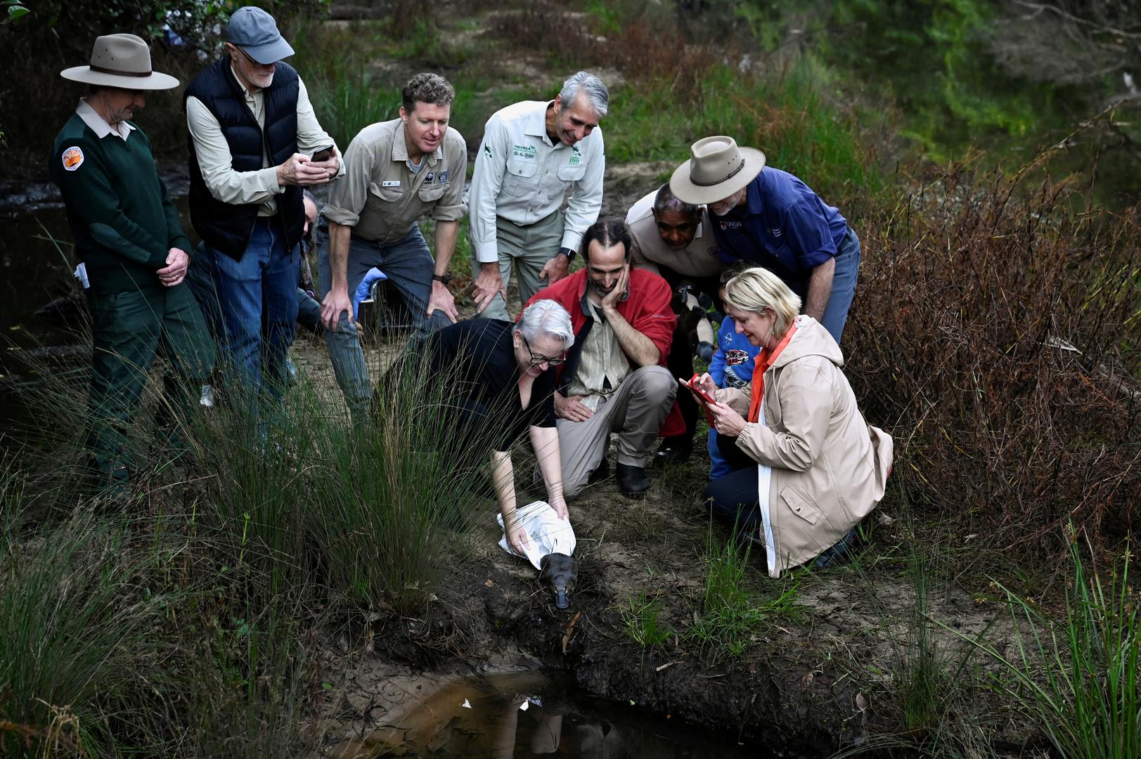 NSW State Minister for the Environment Penny Sharp, Scientist Dr Gilad Bino, local member for Heathcote Maryanne Stuart along with other representatives of New South Wales Parks, University of New South Wales, WWF and Taronga Zoo release a platypus back into Sydney’s Royal National Park for the first time in over fifty years, in Sydney, Australia, May 12, 2023.  REUTERS/Jaimi Joy Photo: JAIMI JOY/REUTERS