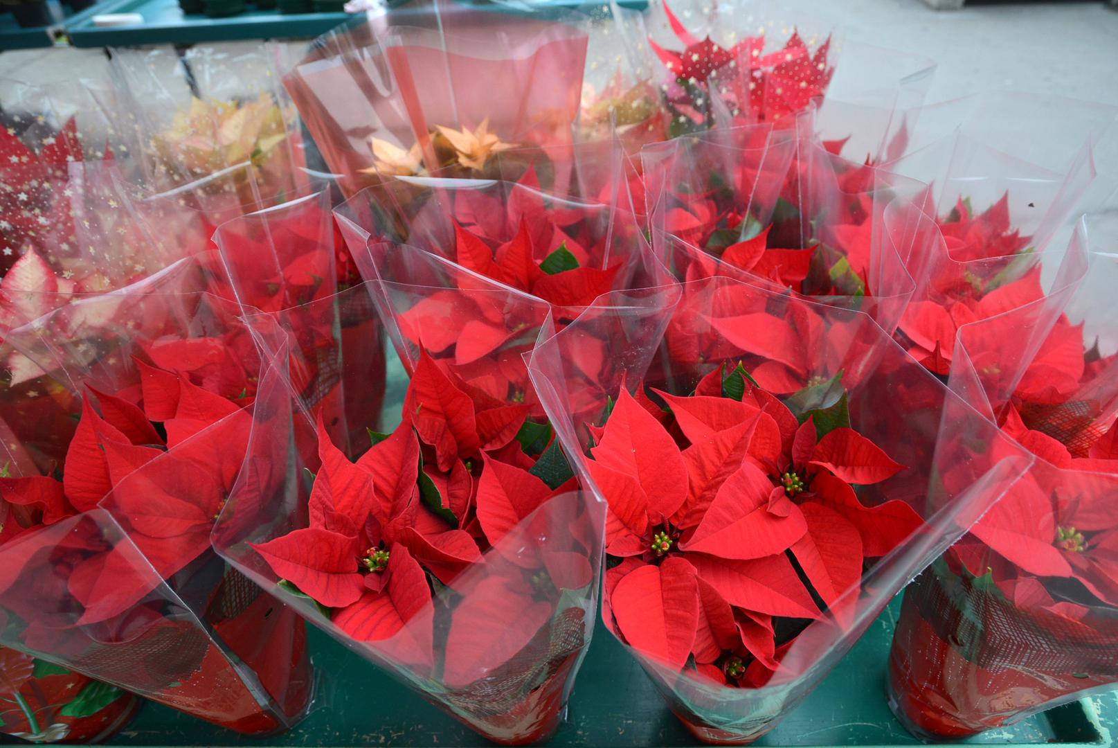 Da bi božićna zvijezda ponovno procvjetala, nakon što joj otpadnu brakteje i supstrat se potpuno osuši, izdanke treba prikratiti na 10 cm visine. Premjestite je na hladnije mjesto (12-15C), gdje ostaje do 8 tjedana. Nakon toga se presađuje u 2-5 cm veću posudu gdje ponovno počinje rasti