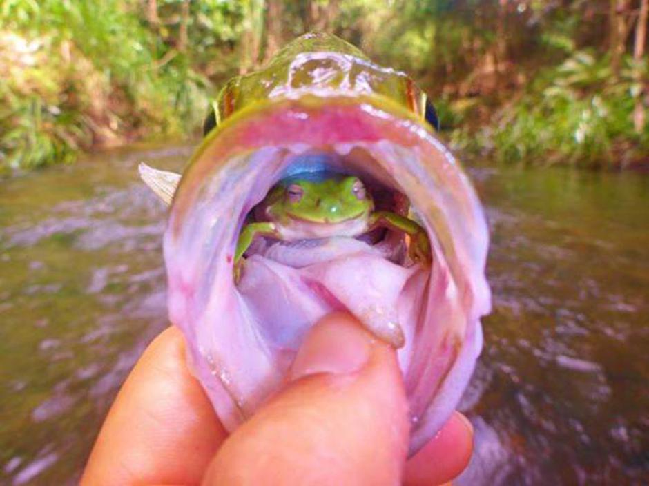 Žaba u ribi