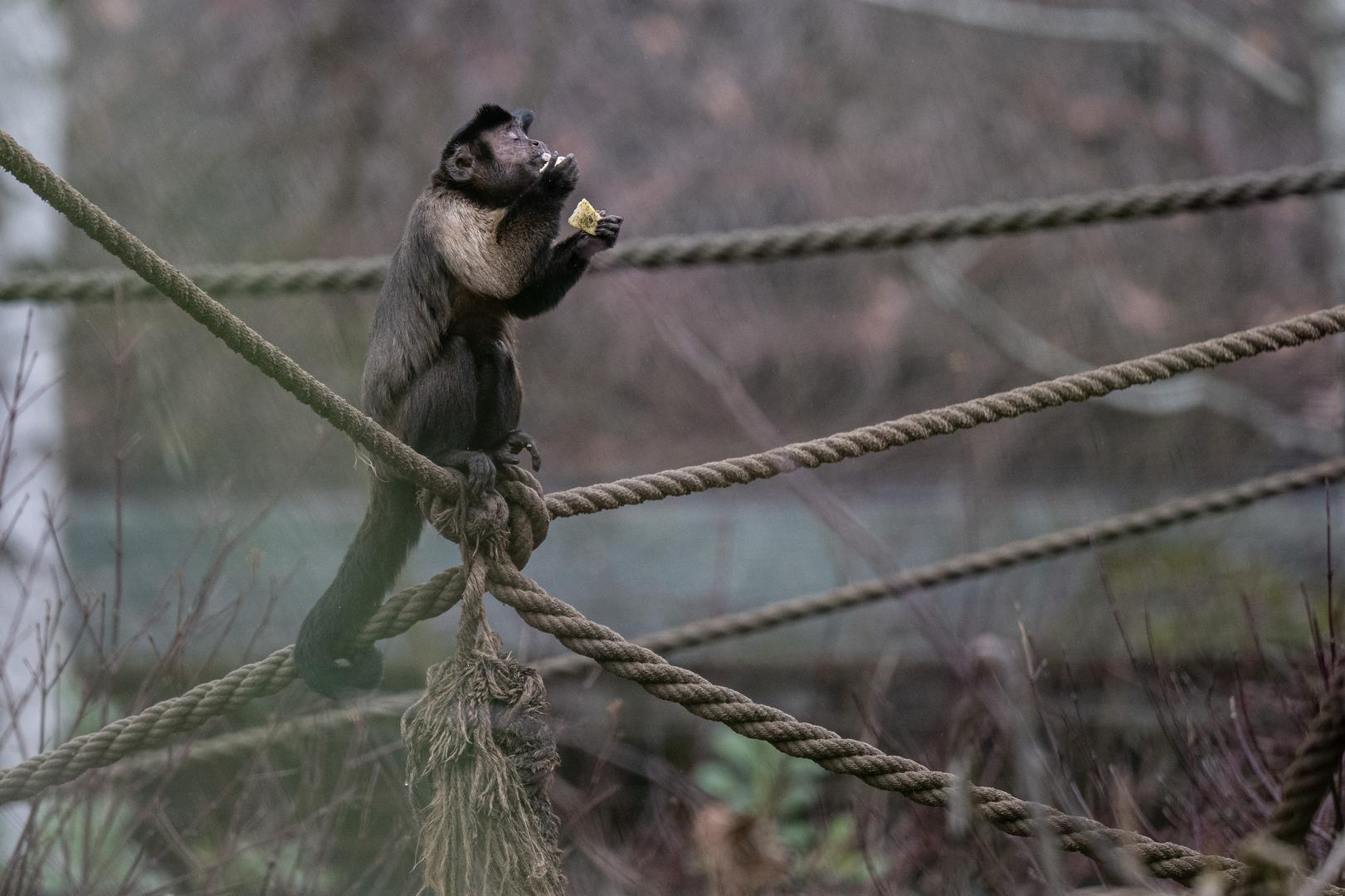 Dodala je kako će dio poklona biti zapakiran u kutije i vrećice, kako bi životinje same mogle birati što će prvo istražiti, no svima je zajedničko da se u paketićima nalazi nešto ukusno.