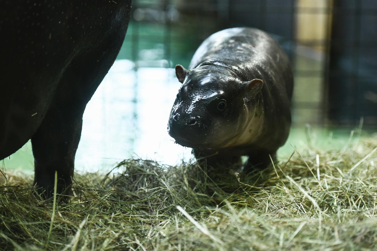 Zagreb: Predstavljen novi član obitelji patuljastih vodenkonja u Zoološkom vrtu