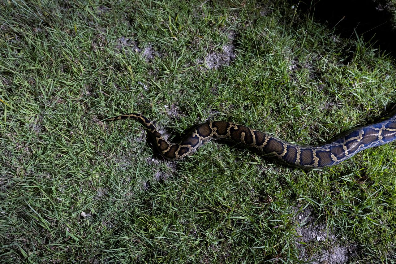 FILE PHOTO: An invasive Burmese python lies on the grass in the Everglades