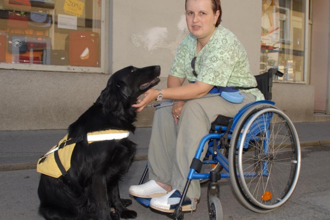 Retriverka Mell pomaže invalidima