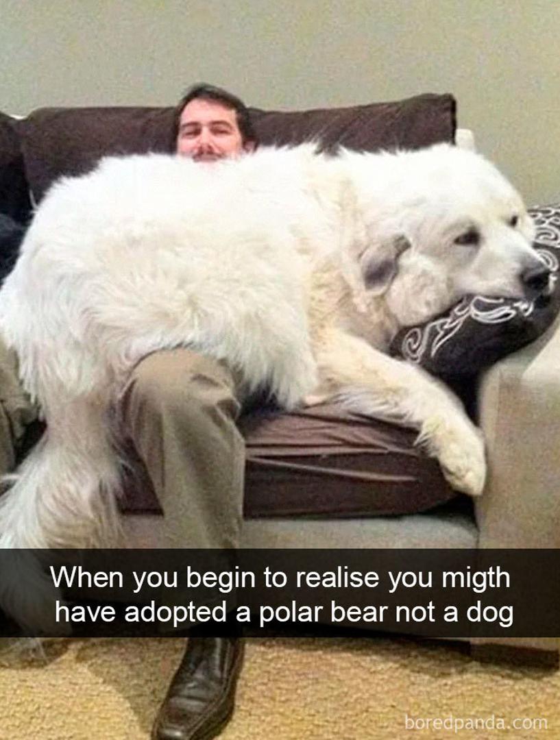 Iako je već veliki i odrastao pas, on je još uvijek velika maza i voli biti svojem vlasniku u krilu. "Kada shvatiš da si udomio polarnog medvjeda, a ne psa", našalio se vlasnik.