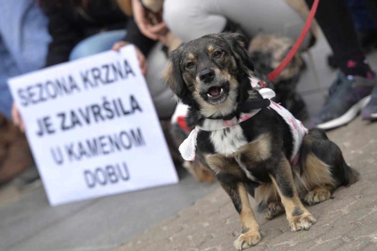 Akcija Prijatelja životinja