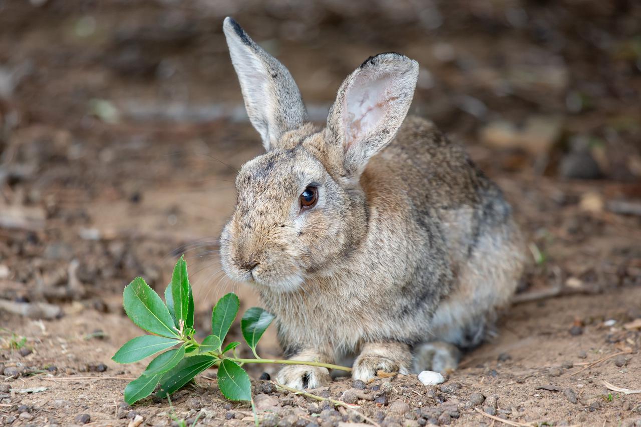 Dubrovnik: Kunići i paunovi zaštitni su znak Lokruma