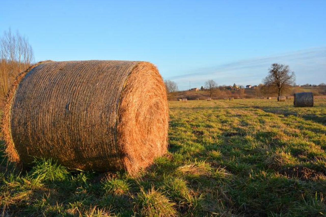 Bale sijena