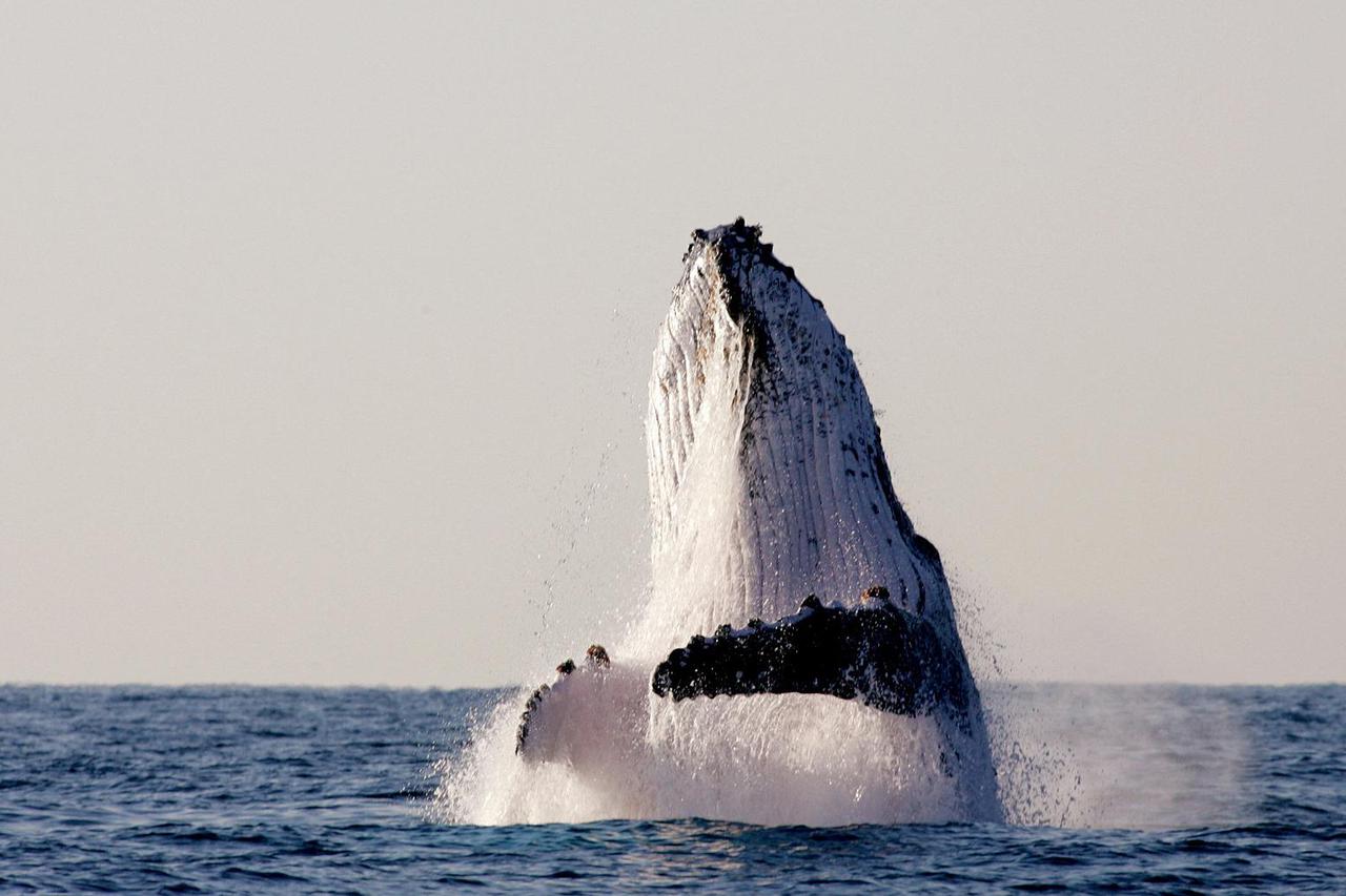 FILE PHOTO: A humpback whale breaches off South Africa's Kwa-Zulu Natal South Coast, July 9, 2004. An estimated ..