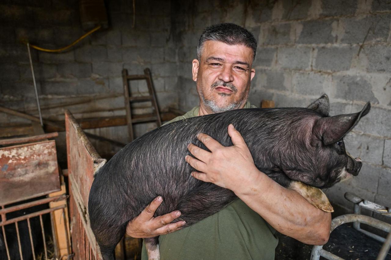 Zagreb: Damir Čičak, i njegova farma  berkširskih svinja