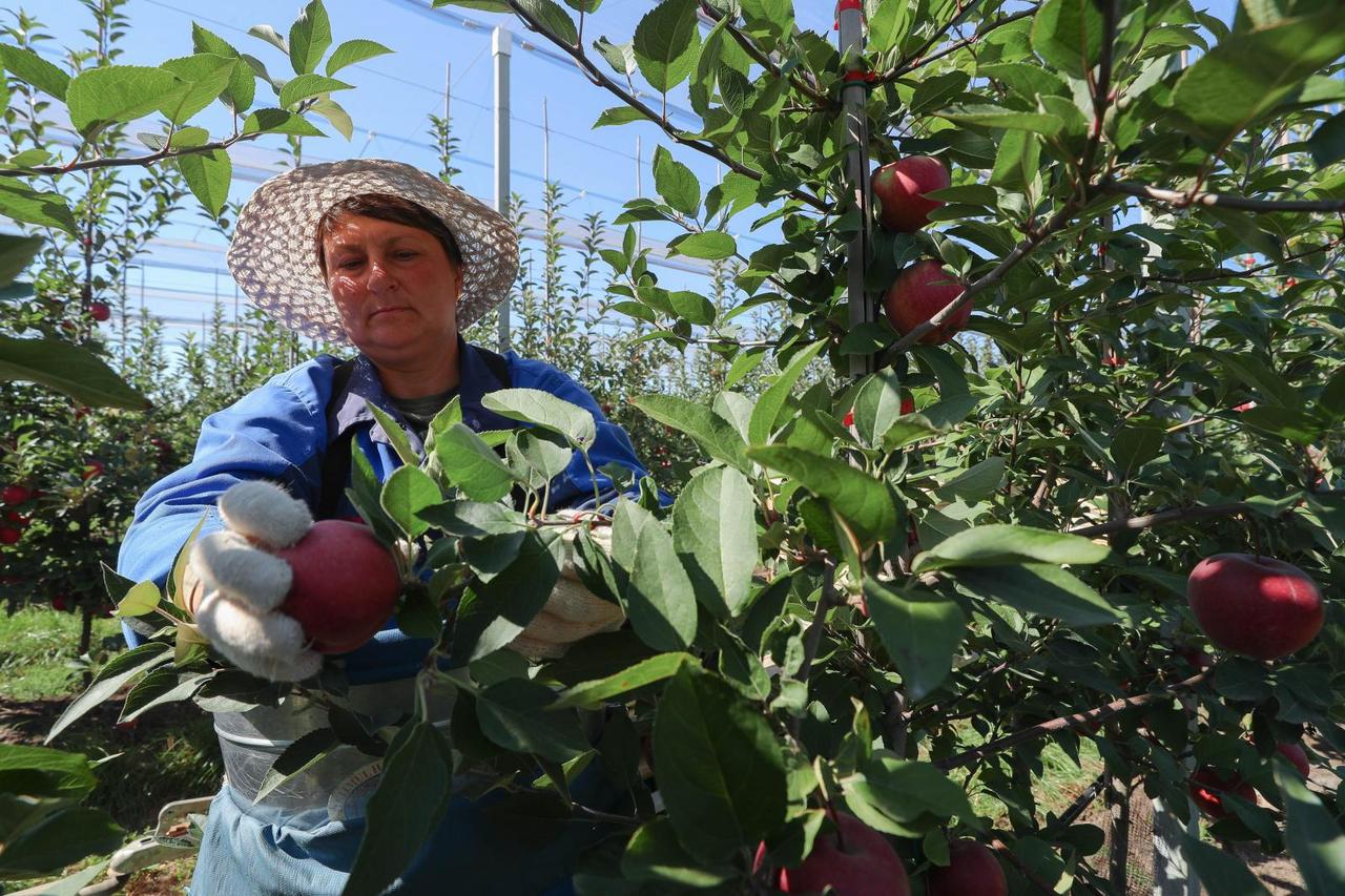 Apple harvest in Rostov-on-Don Region, Russia