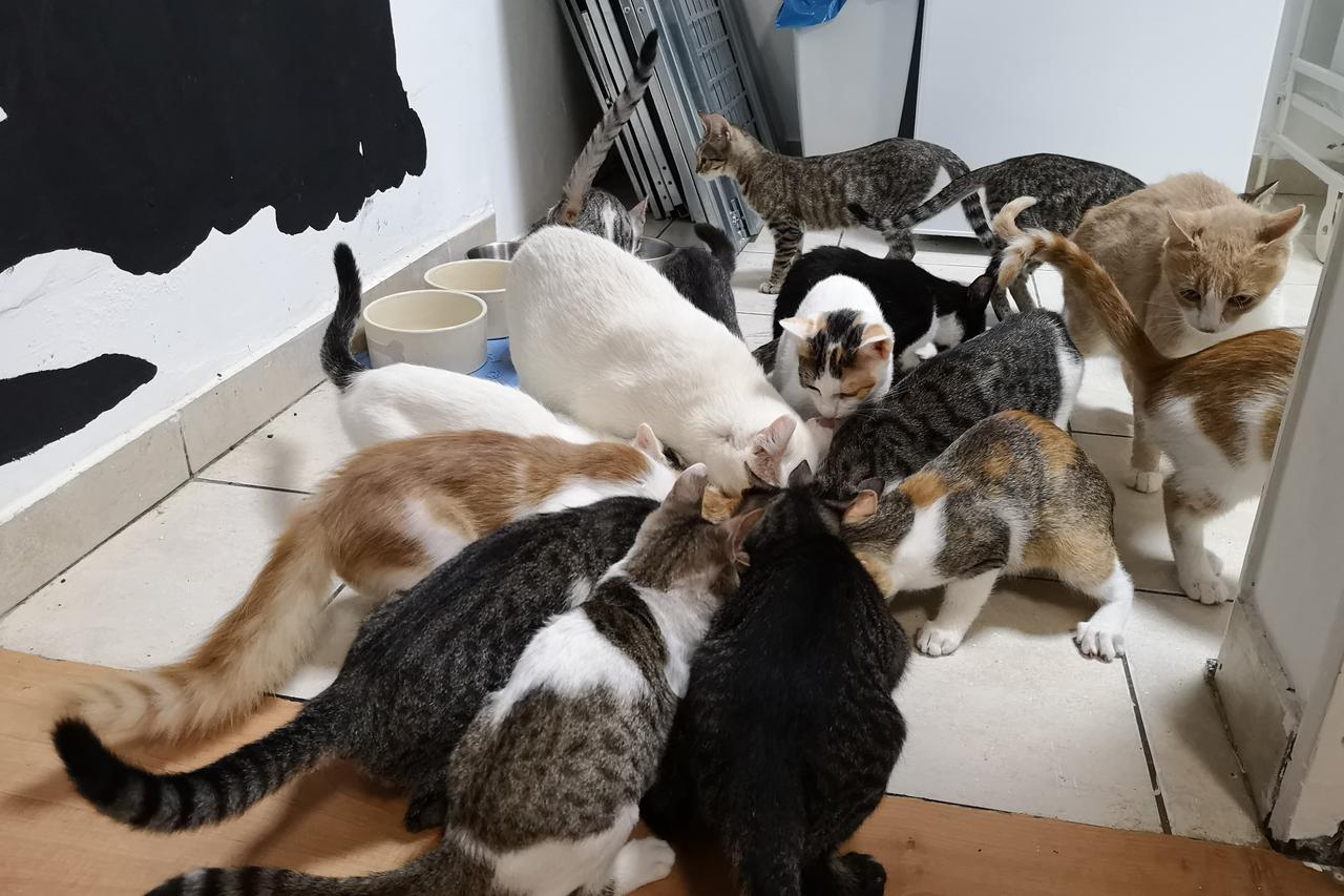 uDRUGA DEVET ŽIVOTA