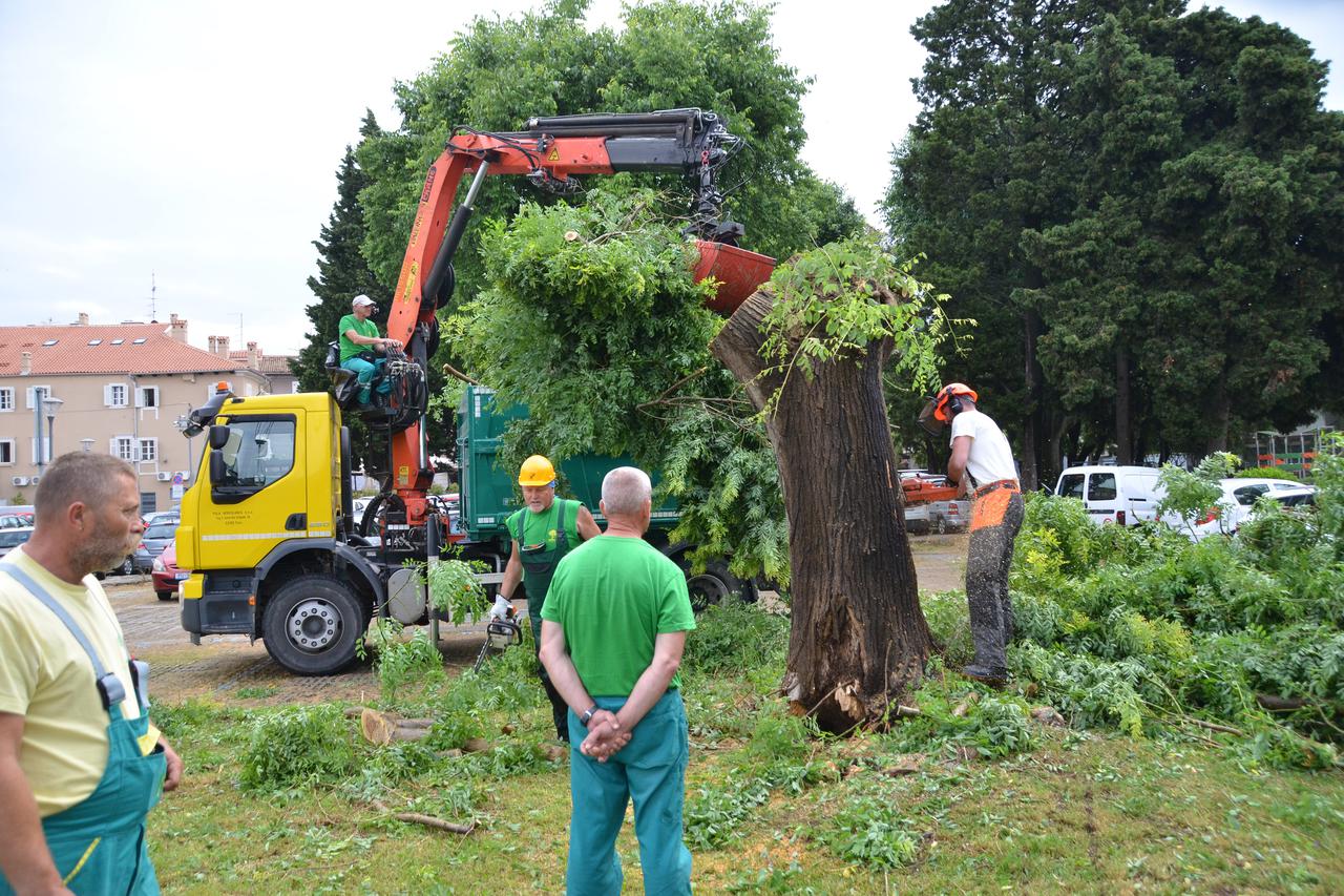 Uklonjeno stablo koje je jučer zapaljeno u Parku grada Graza