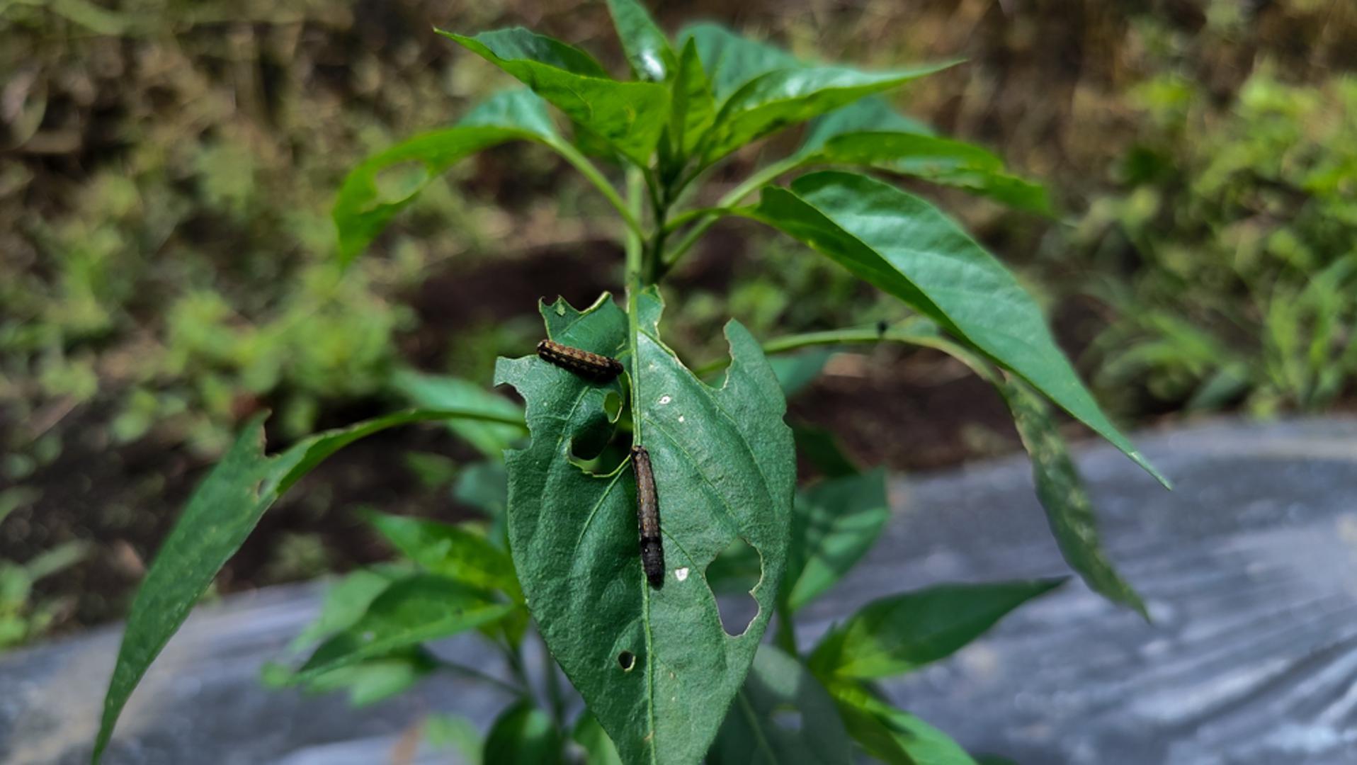 Gusjenice: Gusjenice su proždrljivi nametnici koji brzo mogu nagristi listove kupusa, kelja, salate i brojnih drugih kultura. Često ih je lako uočiti po rupama na lišću i po tragovima izmeta koji ostavljaju na biljci. Najbolje ih je ručno uklanjati čim se primijete, a korisno je i zaštititi osjetljive biljke mrežama kako leptiri ne bi polagali jaja.