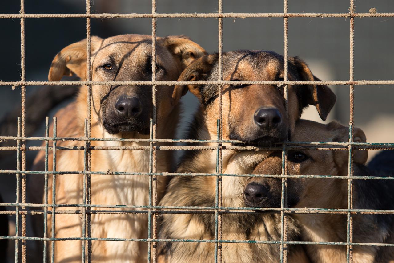 Studenti Ekonomskog fakulteta pokrenuli akciju Mogu bit tvoja sponzoruša?