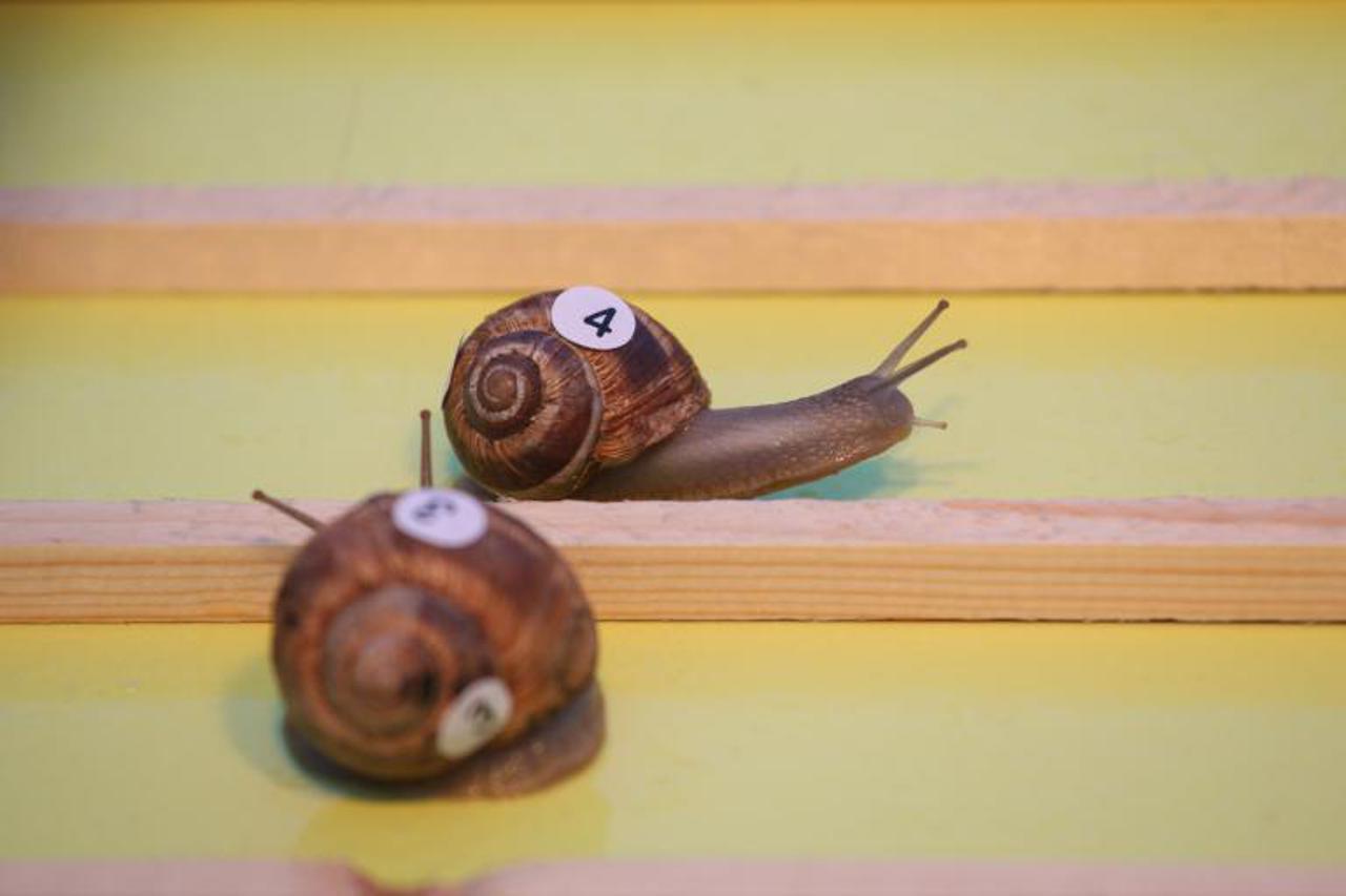 puževim korakom (1)