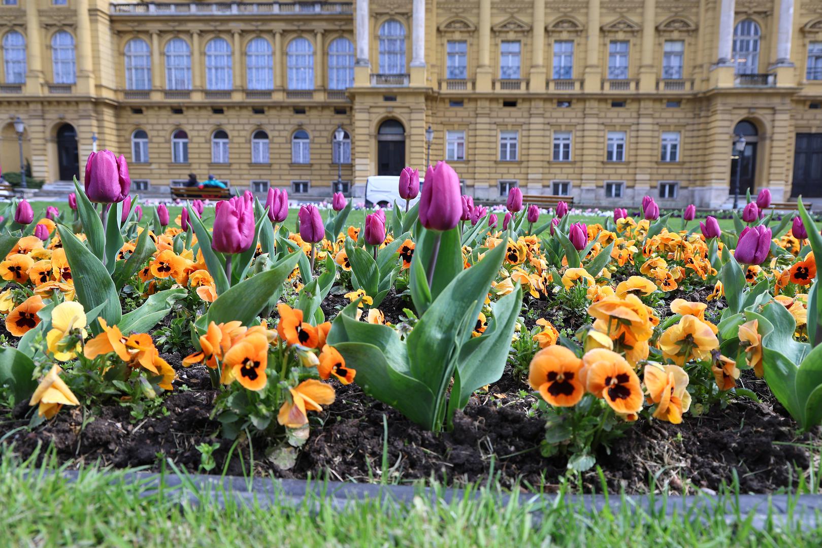 Tulipani, zumbuli, maćuhice, jaglaci...sve pršti od šarenila. 