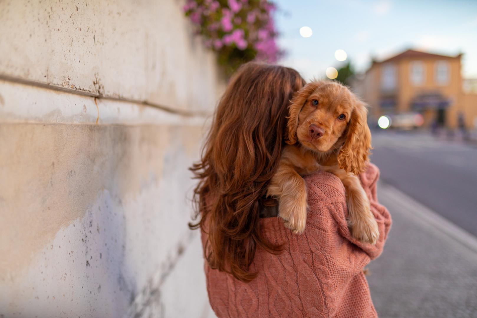 Engleski koker španijel: Ova vesela i šarmantna pasmina puna je energije u prirodi, a mirna kod kuće. Izvrsni su obiteljski psi s divnom osobnošću.