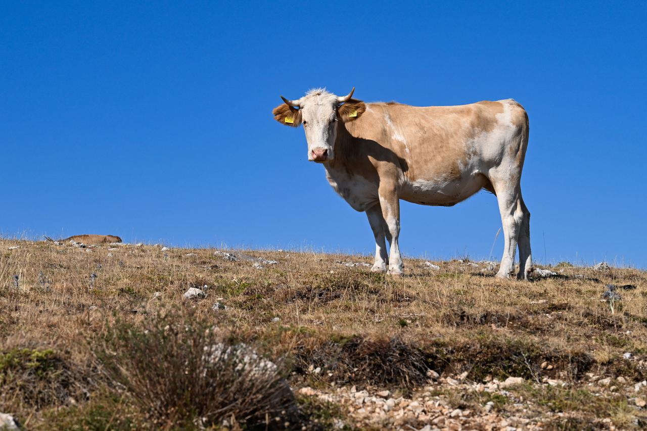 Krave na ispaši uz cestu u blizini Vrlike