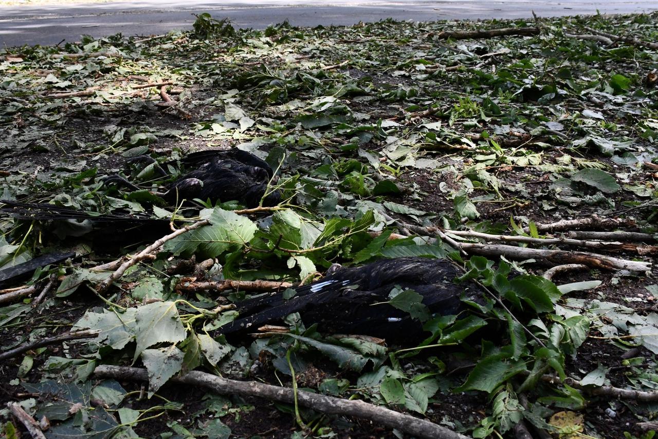 U jučerašnjem snažnom nevremenu stradale su i brojne ptice u parku Zvečevo pokraj Orljave.